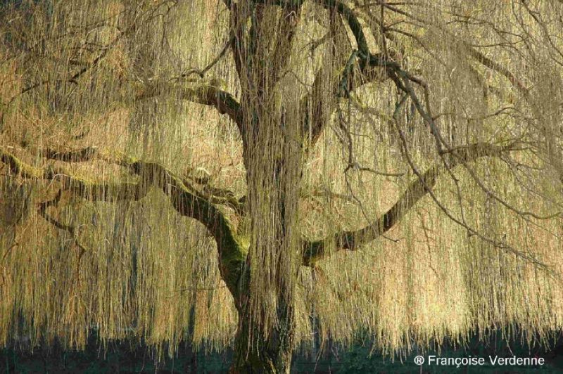 Les héros et les autres 3 : Dia Linn 8, Le Livre de Cyan… et d’un saule pleureur